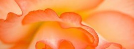 © 2013 Recherche Photography: "Creamsicle Begonia"