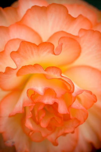 © 2013 Recherche Photography: "Creamsicle Begonia"